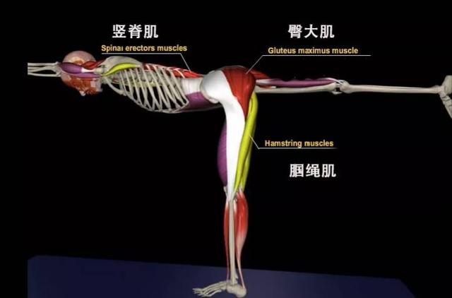 了解基本的解剖结构，让你的瑜伽练习更安全有效