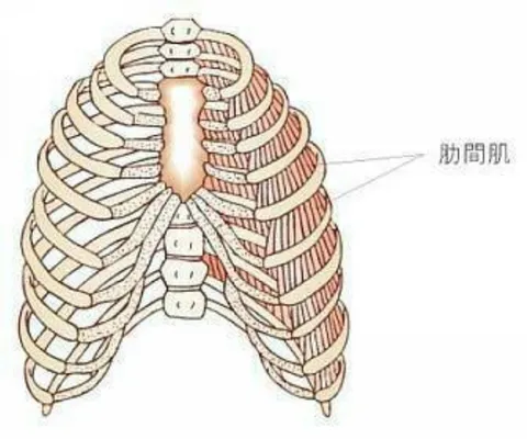 最容易被忽视的肌肉：肋间肌，这些体式助你有效拉伸