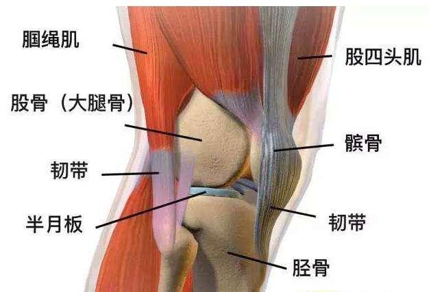 大腿前侧紧，腿粗难看？这些瑜伽动作要常练