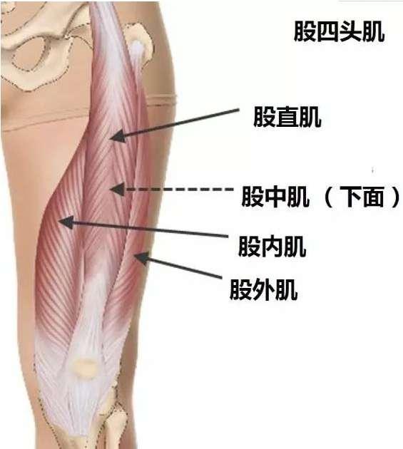 大腿前侧紧，腿粗难看？这些瑜伽动作要常练