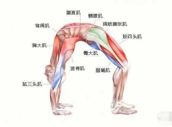 要练好瑜伽轮式，这些解剖要点你一定要知道