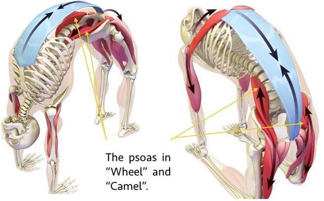 要练好瑜伽轮式，这些解剖要点你一定要知道