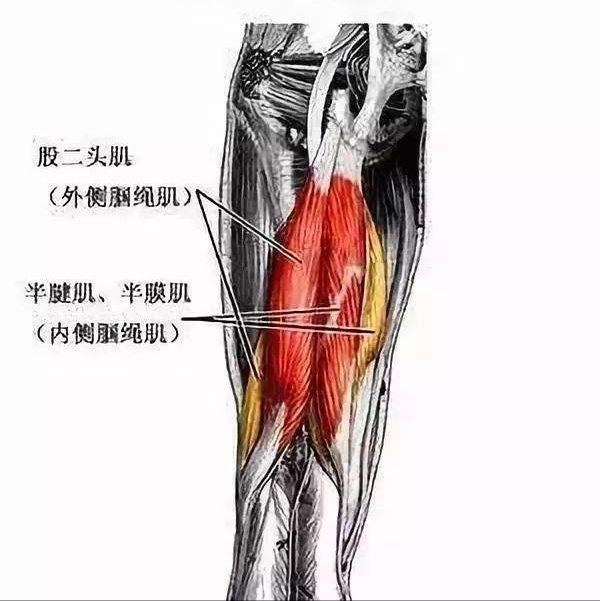 大腿后侧太紧怎么办？你需要这些体式拉伸，让腿更修长