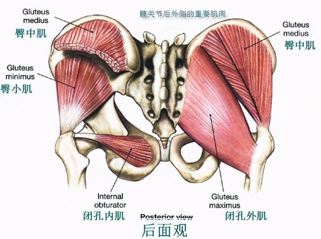 12个动作，助你全方位打开髋部，自己在家随时可做