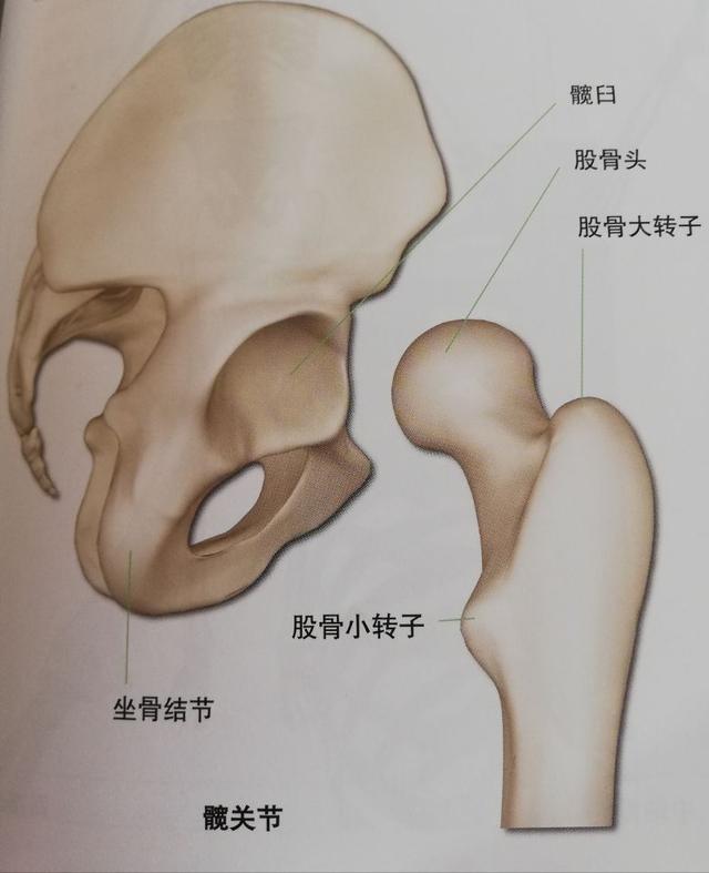 练瑜伽，都知道开髋很重要，那为什么要开髋你知道吗？