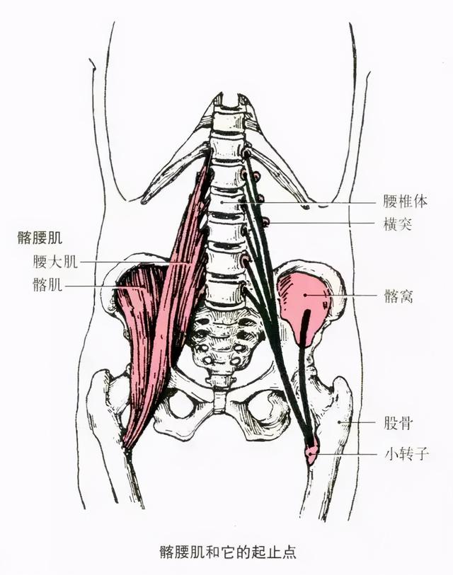 练瑜伽，都知道开髋很重要，那为什么要开髋你知道吗？