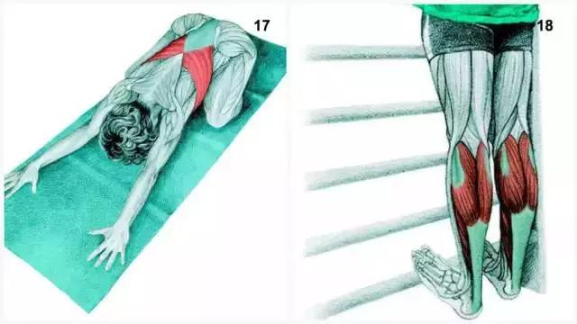 瑜伽拉伸，精准科学很重要！（附34个精准拉伸图）