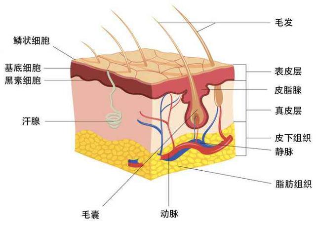 练瑜伽，如何科学有效地提高身体柔韧性？