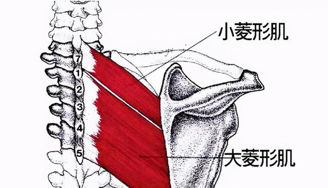 如何做一个漂亮的轮式？