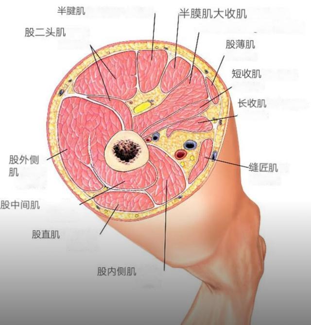 练瑜伽，关于核心的这些常识你一定要知道