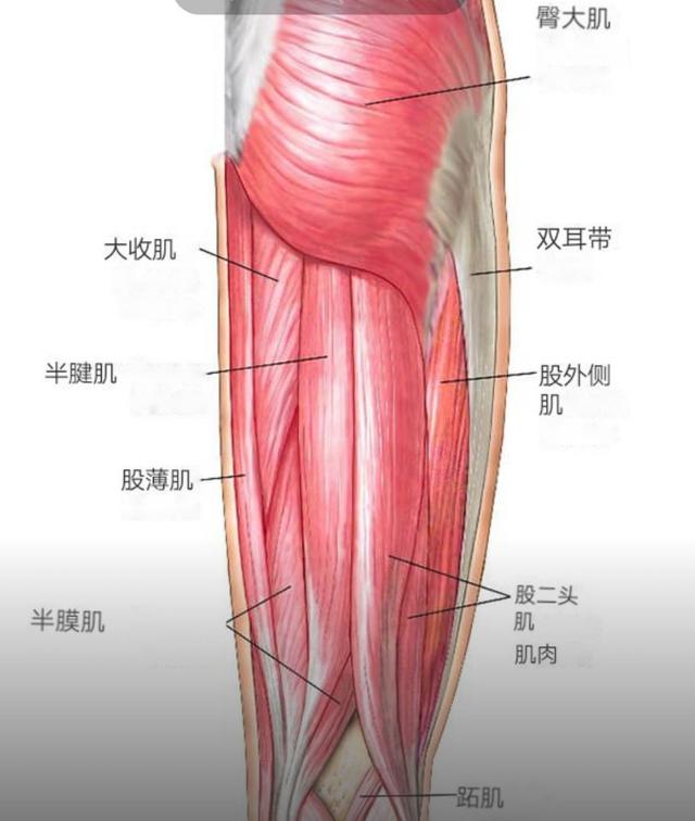 练瑜伽，关于核心的这些常识你一定要知道