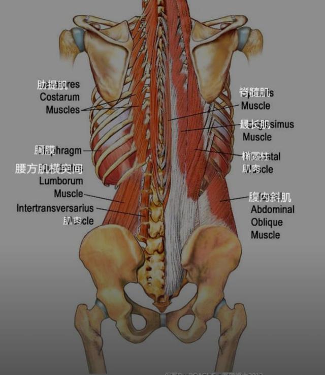 练瑜伽，关于核心的这些常识你一定要知道