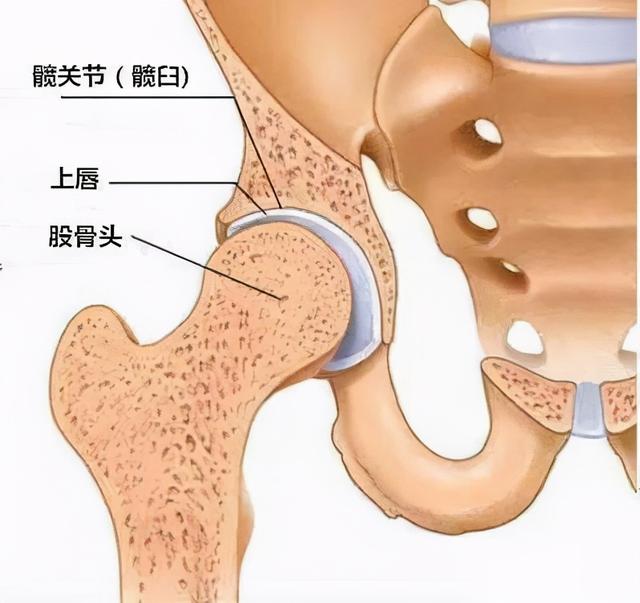 你了解你的髋关节吗？附最有效的开髋瑜伽动作