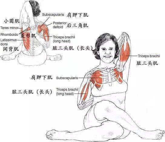 你了解你的髋关节吗？附最有效的开髋瑜伽动作