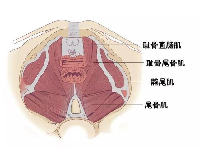 盆底肌不松，女人不老，这些体式有效锻炼盆底肌