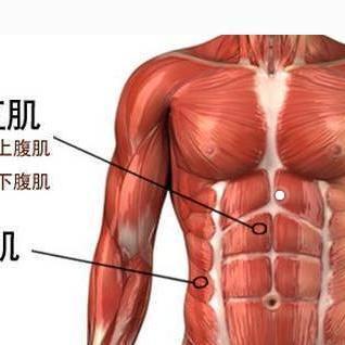 最容易被忽视的下腹部肌肉，这些姿势有效锻炼