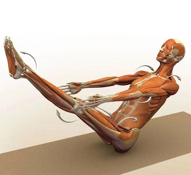 练瑜伽，这些解剖常识你要知道（附28个常见体式解剖图）