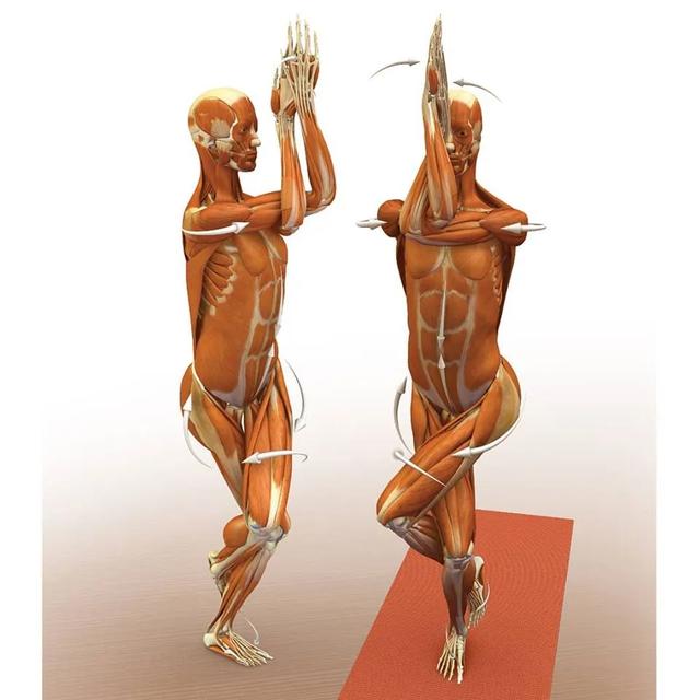 练瑜伽，这些解剖常识你要知道（附28个常见体式解剖图）