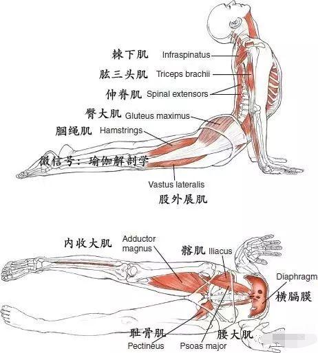 做瑜伽上犬式腰背不舒服？这些常识你要知道