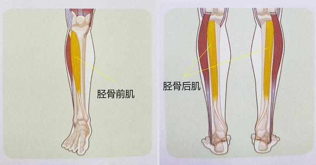 练瑜伽下犬式脚跟无法触地？这些解剖常识你要知道