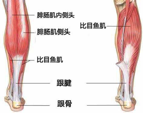 练瑜伽下犬式脚跟无法触地？这些解剖常识你要知道