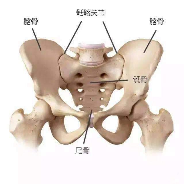 练瑜伽，这些基础的解剖常识你要知道