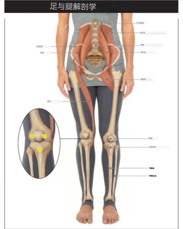 练瑜伽，这些基础的解剖常识你要知道