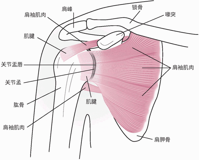 练瑜伽，稳定肩关节的练习，千万别忽视