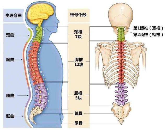 练瑜伽，这些解剖常识你要知道，附20个经典体式解剖图