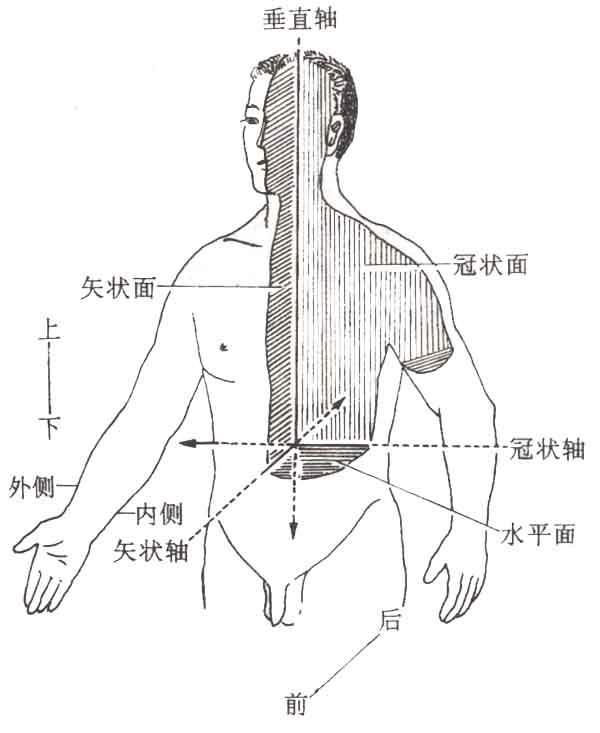 练瑜伽，这些解剖常识你要知道，附20个经典体式解剖图