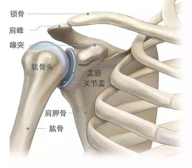 练瑜伽，这些解剖常识你要知道，附20个经典体式解剖图