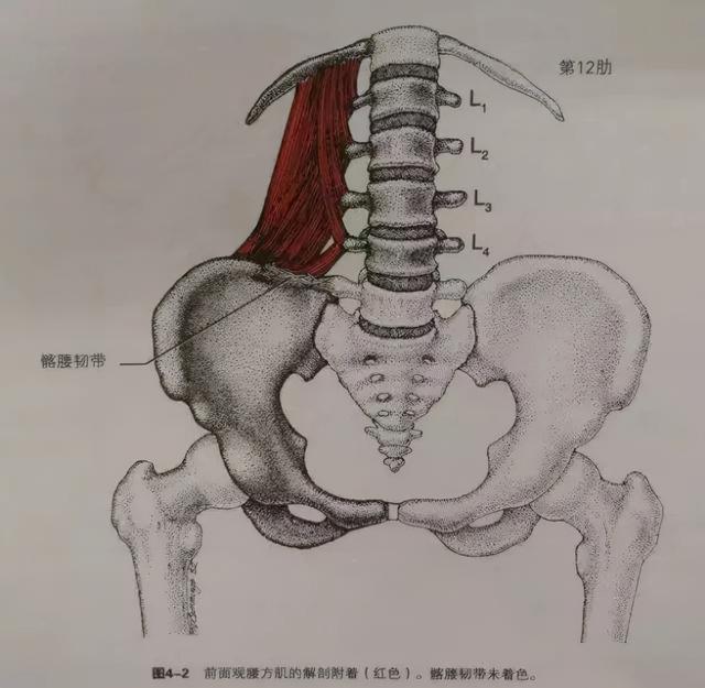 练瑜伽，如何加强盆底肌？这几个动作要常练