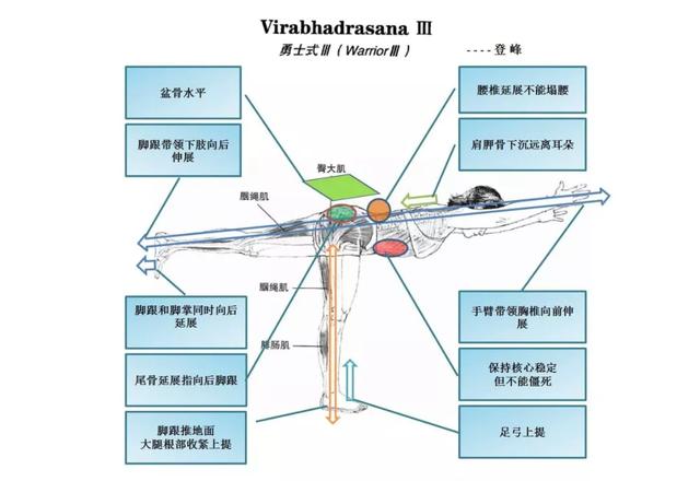 这些常见的解剖学术语，你都理解了吗？