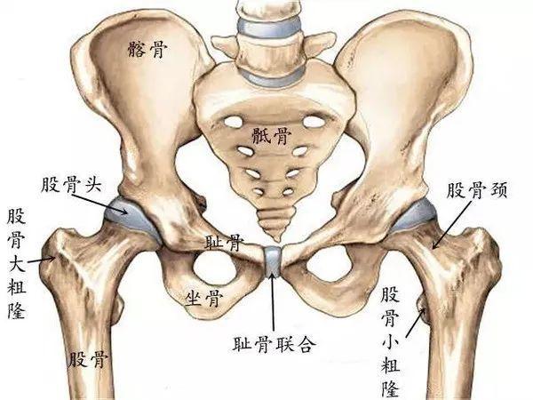 这些常见的解剖学术语，你都理解了吗？