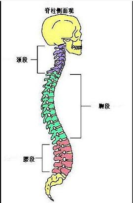 这些常见的解剖学术语，你都理解了吗？