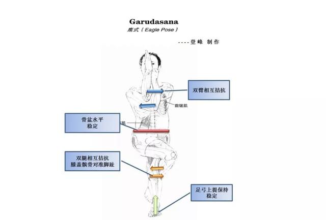 这些常见的解剖学术语，你都理解了吗？