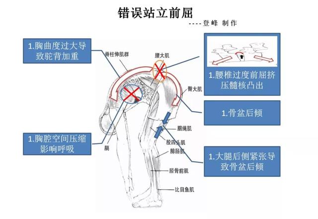 这些常见的解剖学术语，你都理解了吗？