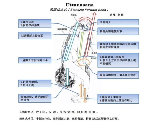 这些常见的解剖学术语，你都理解了吗？