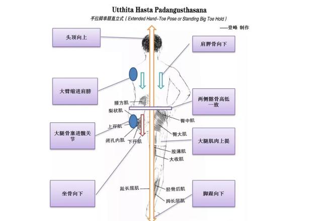 这些常见的解剖学术语，你都理解了吗？