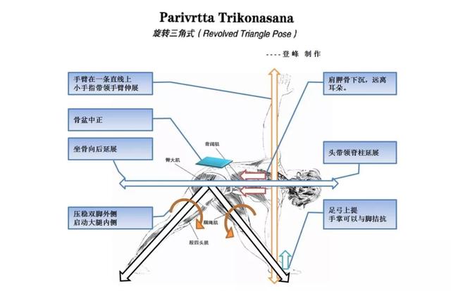 这些常见的解剖学术语，你都理解了吗？