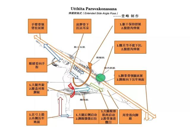 这些常见的解剖学术语，你都理解了吗？