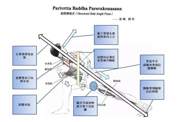 这些常见的解剖学术语，你都理解了吗？