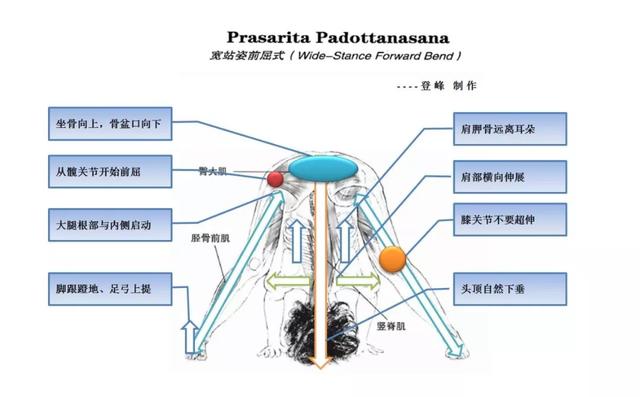 这些常见的解剖学术语，你都理解了吗？