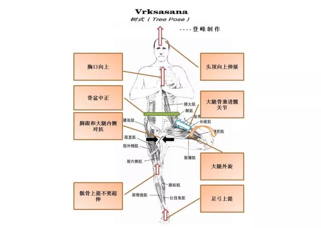 这些常见的解剖学术语，你都理解了吗？