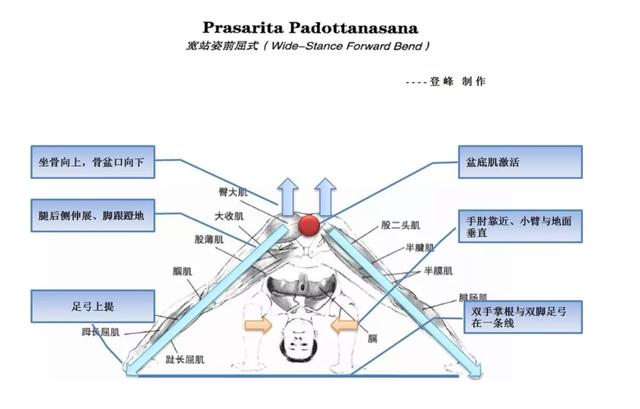 这些常见的解剖学术语，你都理解了吗？