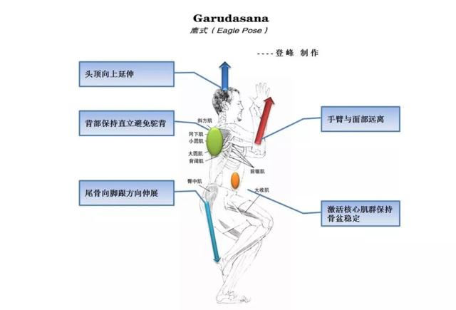 这些常见的解剖学术语，你都理解了吗？