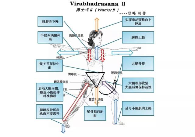 这些常见的解剖学术语，你都理解了吗？