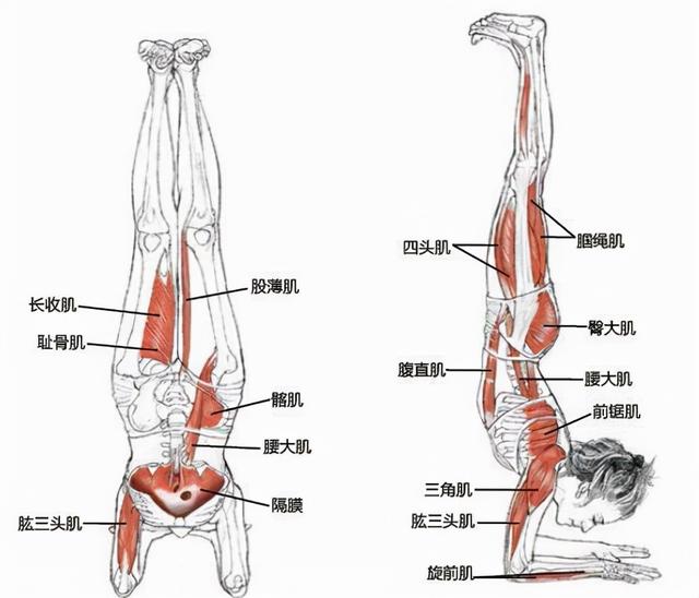 喜欢倒立？来挑战一下这个手肘倒立的变体