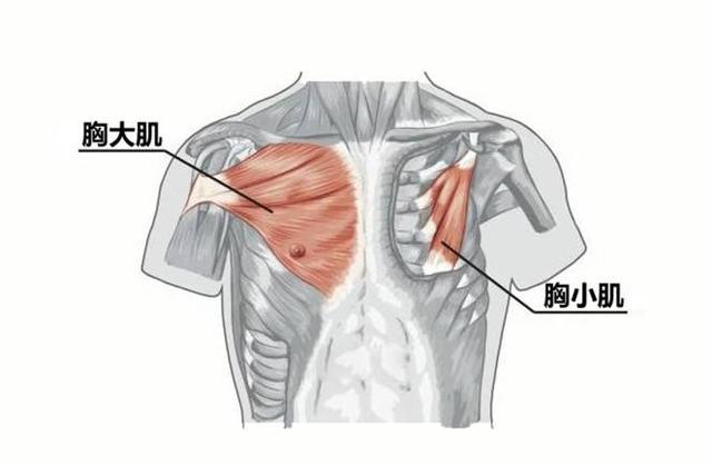 久坐“弯腰驼背”气质差？10个瑜伽动作助你改善体态