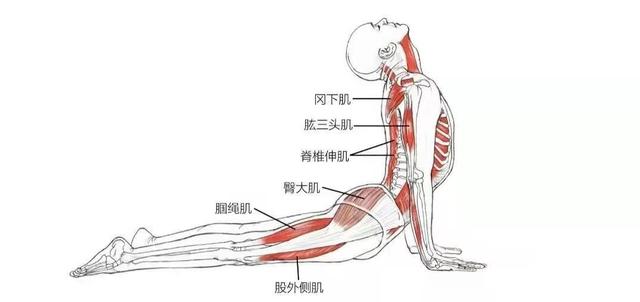 瑜伽中上镜率超高的上犬式，你做对了吗？